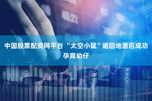 中国股票配资网平台 “太空小鼠”返回地面后成功孕育幼仔