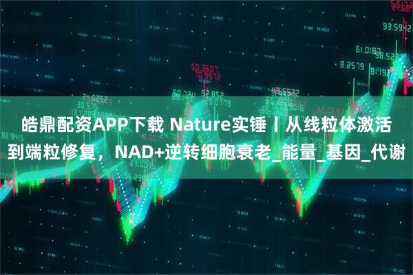 皓鼎配资APP下载 Nature实锤丨从线粒体激活到端粒修复，NAD+逆转细胞衰老_能量_基因_代谢