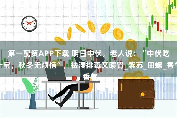 第一配资APP下载 明日中伏，老人说：“中伏吃一宝，秋冬无烦恼”，祛湿排毒又暖胃_紫苏_田螺_香气