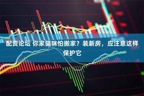 配资论坛 你家猫咪怕搬家？装新房，应注意这样保护它